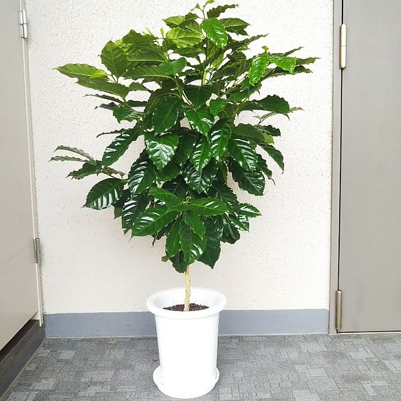 コーヒーの木 高さ約100㎝ - 植物/観葉植物