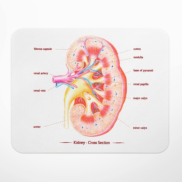 腎臓器官の解剖図マウスパッド、医師、医学生、看護師、セラピスト、科学的な贈り物/贈り物 1枚目の画像