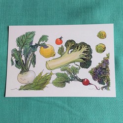 フレッシュ野菜のポストカード『 ブロッコリー・カブ 』　水彩画 1枚目の画像