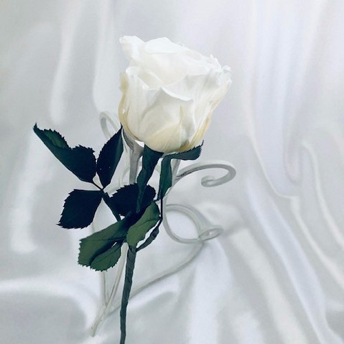 プリザーブドフラワー 白薔薇のふんわり一輪ラッピング フラワー リース 世都華 通販 Creema クリーマ ハンドメイド 手作り クラフト作品の販売サイト