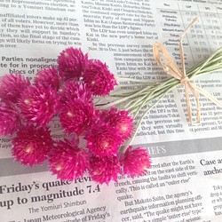 ラズベリーフィールド 小 ドライフラワー 花材 1枚目の画像
