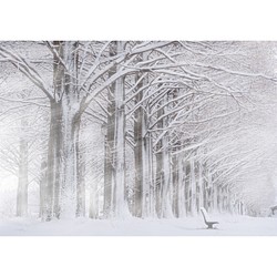 「並木雪朝」アクリルダイフィット額装A1サイズ 1枚目の画像