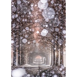 「雪玉並木」アクリルダイフィット額装A2サイズ 1枚目の画像