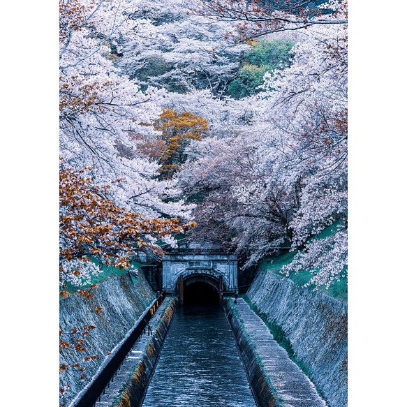 「水路青桜」アクリルダイフィット額装A2サイズ 1枚目の画像