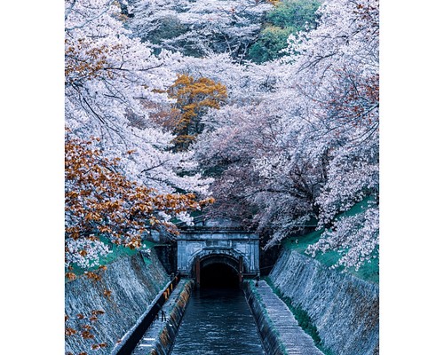 水路青桜」アクリルダイフィット額装A4サイズ 写真・グラフィック