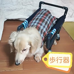 介護犬（はるか様、リングタイプ）四輪歩行器 1枚目の画像