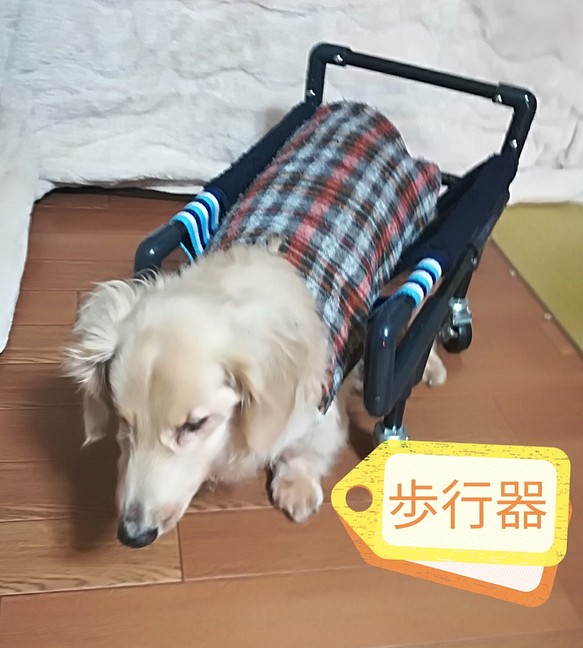 介護犬（はるか様、リングタイプ）四輪歩行器 1枚目の画像