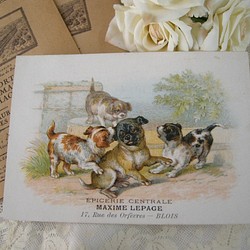フランスアンティ－クトレードカード（犬） 1枚目の画像