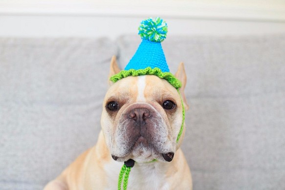犬用　かぶりもの　帽子　誕生日祝い 1枚目の画像