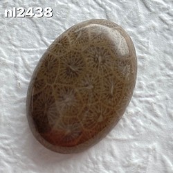 フォッシルコーラル 珊瑚の化石 カボション 25ミリ nl2438 1枚目の画像