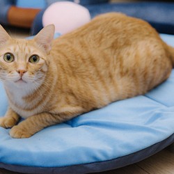 貓咪/毛小孩/寵物/中小型犬-折疊墊系列-安穩藍 第1張的照片
