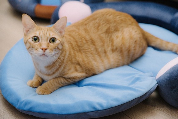 貓咪/毛小孩/寵物/中小型犬-折疊墊系列-安穩藍 第1張的照片