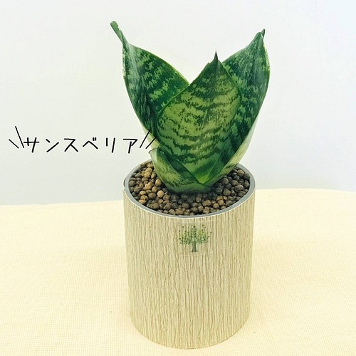 花言葉 風水 一輪挿し 花瓶 花器 Plantsfactory 通販 Creema クリーマ ハンドメイド 手作り クラフト作品の販売サイト