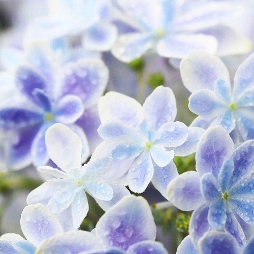 Blue 本物のお花 八重咲き紫陽花 万華鏡 の押し花ネックレス ペンダント あじさい アジサイ 藍 梅雨 フラワー ネックレス ペンダント Marico Kazeharu 通販 Creema クリーマ ハンドメイド 手作り クラフト作品の販売サイト