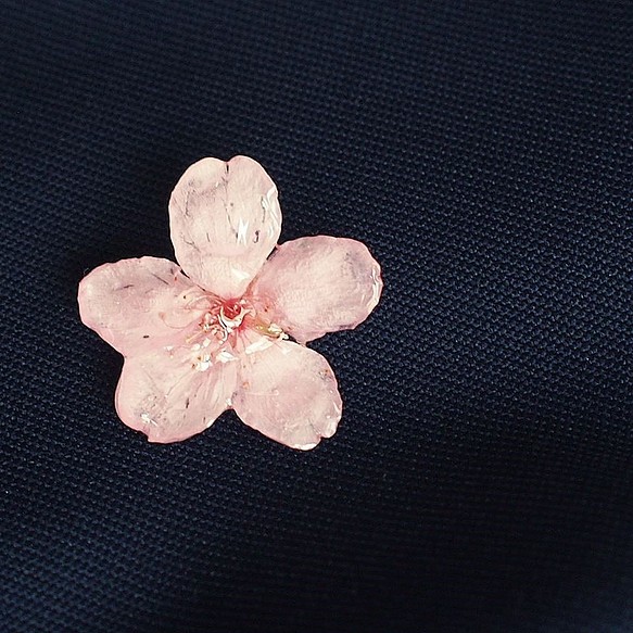 Early Bloom. 本物のお花　早咲き桜とパールのタックピン/ピンブローチ/ハットピン/スカーフ留め/コサージュ　 1枚目の画像