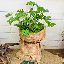 ハーブゼラニウム 蚊よけ 香り ガーデニング 癒し 観葉植物 蚊対策 その他インテリア雑貨 作 O 咲 通販 Creema クリーマ ハンドメイド 手作り クラフト作品の販売サイト