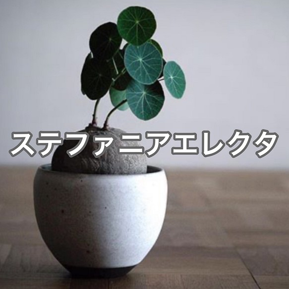 ステファニア エレクタ コーデックス 塊根植物 希少 入手困難 レア 観葉植物 フラワー リース ナチュラルガーデン 通販 Creema クリーマ ハンドメイド 手作り クラフト作品の販売サイト