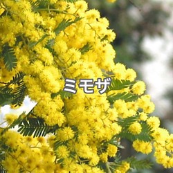 ミモザ　ギンヨウアカシア　苗　定番　大人気　観葉植物　シンボルツリー 1枚目の画像