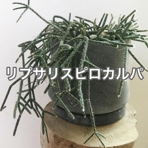 リプサリス ピロカルパ フロストシュガー 観葉植物 苗 ボリューム満点