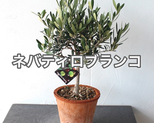 オリーブ ネバティロブランコ 苗 SOUJU 創樹 観葉植物 シンボルツリー