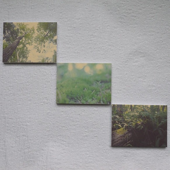 [再販] 壁であそぼうセット ★ 樹々色のたび アートパネル 写真 木 森 緑 1枚目の画像
