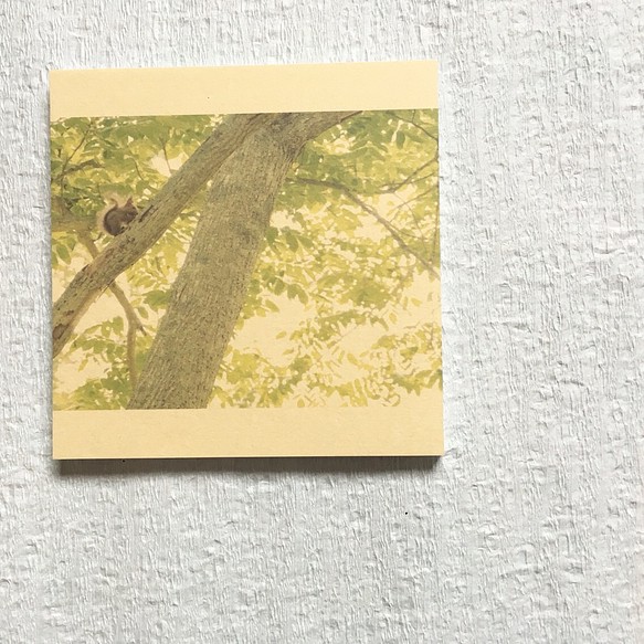 [再販] 壁であそぼう ☆ エゾリスの初夏 ☆ 北海道のたび 1枚目の画像