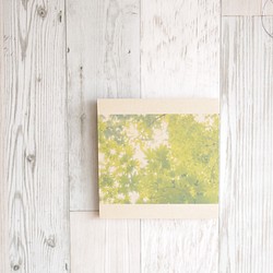 [再販] 壁であそぼう ☆ 初夏のはじまり 写真 アートパネル 葉っぱ 緑 1枚目の画像