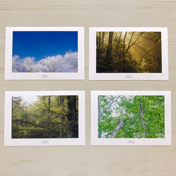 ポストカードセット 写真 空 木 森 葉っぱ 緑 1枚目の画像