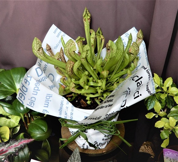 サラセニア スカーレットベル 食虫植物 観葉植物 その他インテリア雑貨 はなぞう 通販 Creema クリーマ ハンドメイド 手作り クラフト作品の販売サイト