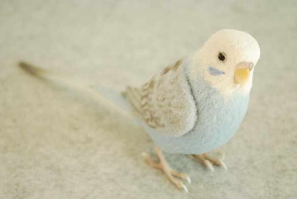 虎皮鸚鵡的男性翼淺藍色1702052 第1張的照片