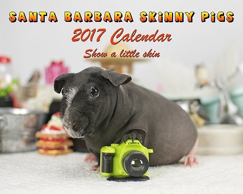 サンタ・バーバラ スキニーギニアピッグ 20017年 ウォール カレンダー モルモット 小動物 写真集 カメラ フォト 1枚目の画像