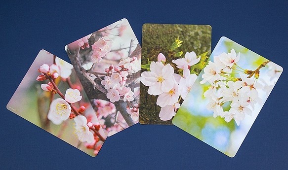 ポストカード（梅、桜、ネコ、イヌ） 1枚目の画像
