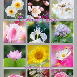 Power of Flower　2022年花のカレンダー２L12枚入り　白い額付き 1枚目の画像