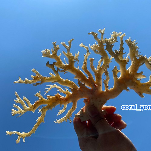 宝石珊瑚・原木