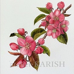 水彩画原画【りんごの花】A5サイズ 1枚目の画像