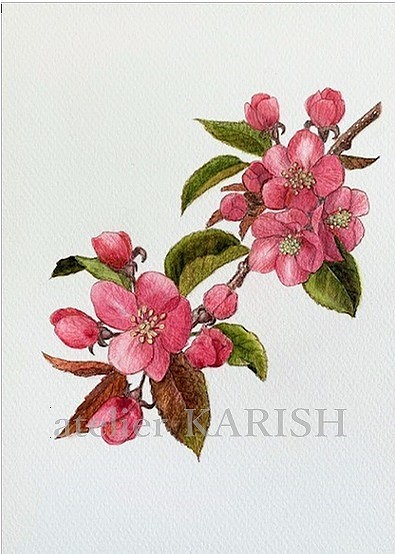 水彩画原画【りんごの花】A5サイズ 1枚目の画像