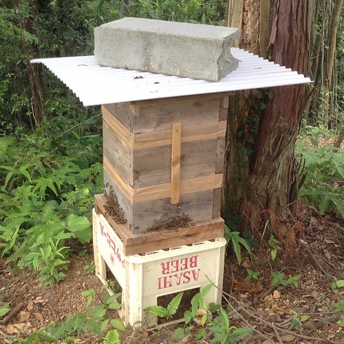 日本ミツバチ 巣箱 日本蜜蜂 日本みつばち 重箱式3段 その他雑貨 遊蜂 