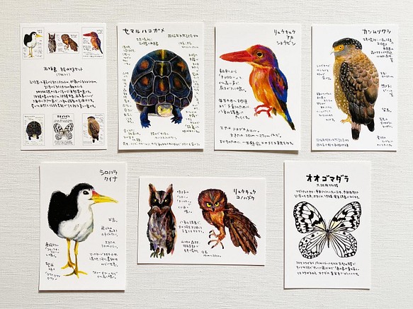 絵はがきセット 石垣島の生き物 7枚入り ポストカード ミオ 通販