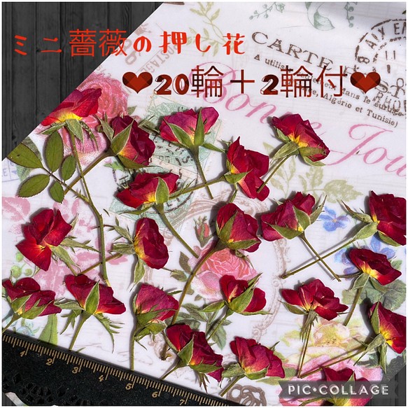 お得用 ミニ薔薇の押し花枚 2枚増量中 蕾4個付き ミニバラ ドライフラワー花材 ハンドメイド素材 レジン加工等に その他素材 ミニローズ 通販 Creema クリーマ ハンドメイド 手作り クラフト作品の販売サイト