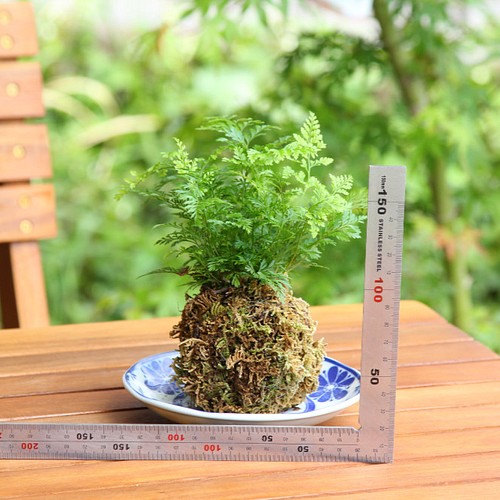 苔玉 観葉植物 ダバリア ラビットフット 別名シノブ 一輪挿し 花瓶 花器 Concham 通販 Creema クリーマ ハンドメイド 手作り クラフト作品の販売サイト