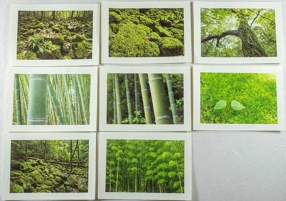 2Lサイズの和紙にプリントした緑のきれいな植物の風景写真8枚セット(2L03) 1枚目の画像