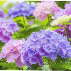 紫～ピンクのアジサイの花 LP0553 1枚目の画像