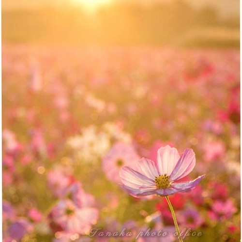 夕日をバックにピンクのコスモスの花 LP0559 写真・グラフィック