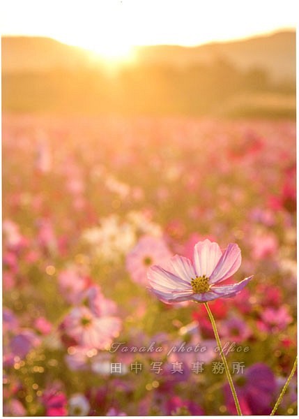 夕日をバックにピンクのコスモスの花 LP0559 1枚目の画像