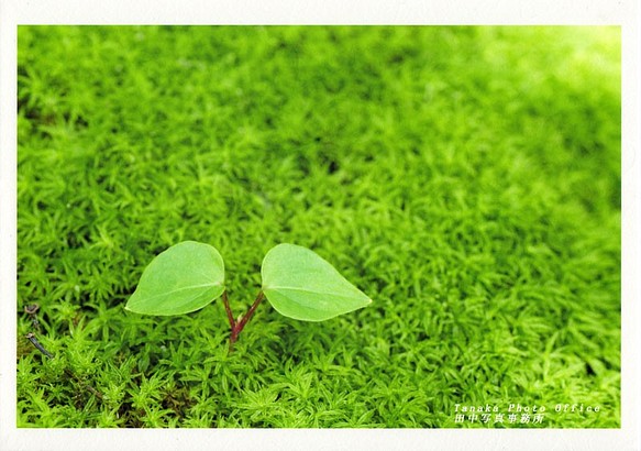 和紙にプリントした苔の中のツタの発芽の写真A4 1枚目の画像