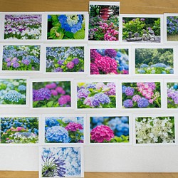 Lサイズの写真・梅雨の花メインで色々25枚セット(L002) 写真