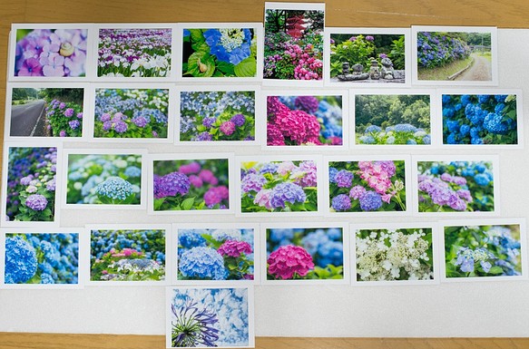 Lサイズの写真・梅雨の花メインで色々25枚セット(L002) 1枚目の画像