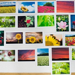 Lサイズの写真・花と風景色々26枚セット(L011) 1枚目の画像
