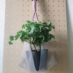 観葉植物 植木鉢カバー プラントハンガー スケルトン ビニール製 一輪挿し 花瓶 花器 333 通販 Creema クリーマ ハンドメイド 手作り クラフト作品の販売サイト