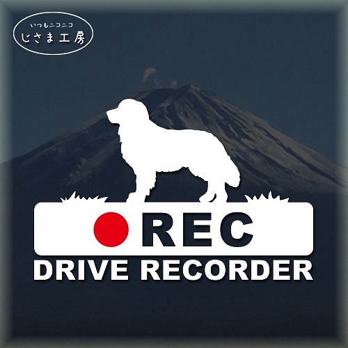 ゴールデンレトリバーの白シルエットステッカー後方注意!!『DRIVE　RECORDER』 1枚目の画像